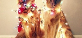 Pet Christmas: Οι πιο αστείες φωτογραφίες των τετράποδων φίλων μας!